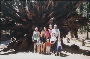 Uprooted Redwood Tree