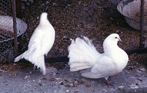 Pigeons of the kind offered by Mary