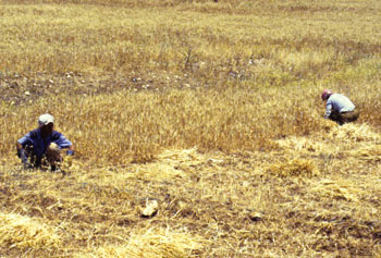 Traditional Harvest