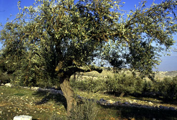 Olive Tree