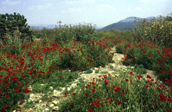 Flowers blooming in Israel